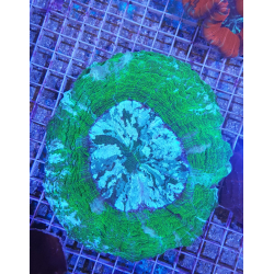 Acanthophyllia